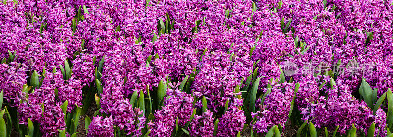 hyacinths Hyacinthus orientalis ' purple Voice'在花园里作为背景